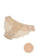 画像4: 【予約】NUDE brief  | ノーマルショーツ・ライトベージュ | Sawren サブレン【即日発送・サイズ交換NG・メール便対象】輸入下着・高級ランジェリー  (4)