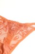 画像6: 【予約】FELINE-G-string  |  Gストリングショーツ・Ｔバック・テラコッタ | Sawren サブレン輸入下着・高級ランジェリー  (6)